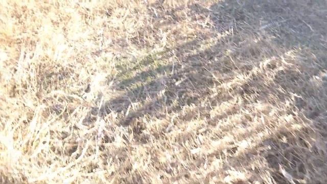 Семена растений для выгула домашней птицы смотреть онлайн