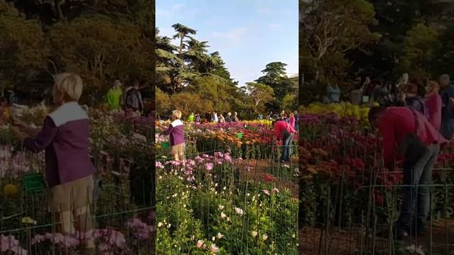 Крым в ноябре?Бал хризантем 2021? смотреть онлайн