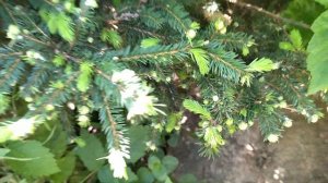 Декоративная, карликовая , сербская ель. " КАРЕЛ"