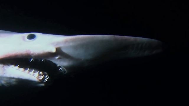 10 Deep Sea Creatures You Don’t Want to Meet смотреть онлайн