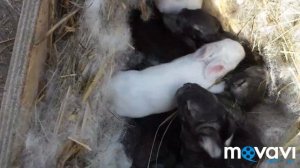 Кролики. Окрол крольчихи Белый Великан. Крольчиха родила крольчат от Фландера. Порода кроликов.