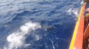 Удивительный быстрый навык ловли рыбы-меч, ловля рыбы меч в океане