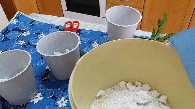 Орхидея Цимбидиум. Посадка псевдобульбы.Цветение через 3 года.Первые пол -года после посадки- тень. смотреть онлайн