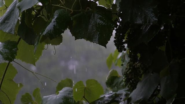 Музыка для йоги и медитации. Music for yoga and meditation. Complete immersion and tranquility. смотреть онлайн
