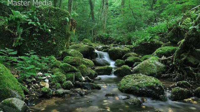 Relaxing Music: Flute, Meditation, Birds Chirping, Water Flow, Relaxing, Sleeping, Nature (10 mins) смотреть онлайн