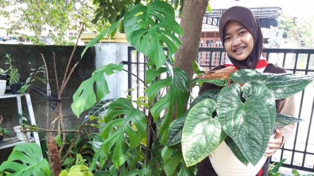 PROSES PENGAMBILAN FOTO UNTUK HEROID INSTAGRAM PHOTO CHALLENGE BY INDONESIAN AROID SOCIETY смотреть онлайн