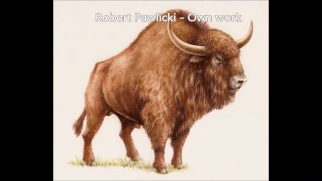 The Last of the Steppe Bison смотреть онлайн
