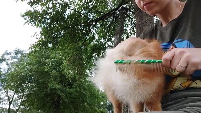 Вычес шпица. Попа. Штаны. Пуходерка. Гребень. смотреть онлайн