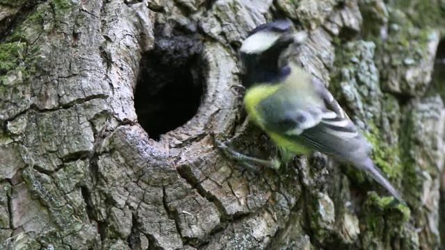 Синица Б 160527 1 в дупле Подлетела с кормом и улетела сразу
