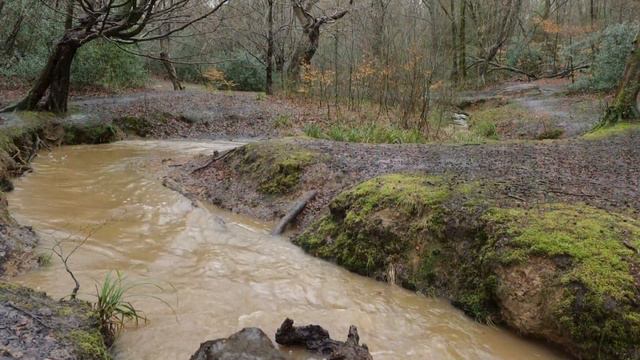 Loughton Brook, Epping Forest смотреть онлайн