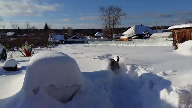 Выходные в деревне)! Ротвейлер рад)) часть 1 смотреть онлайн