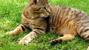 Порода кошек. Чаузи. Самая редкая кошка.В наших странах их разведению никто не занимается.