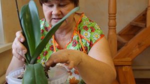 Уход за ОРХИДЕЯМИ от А до Я. Часть II.