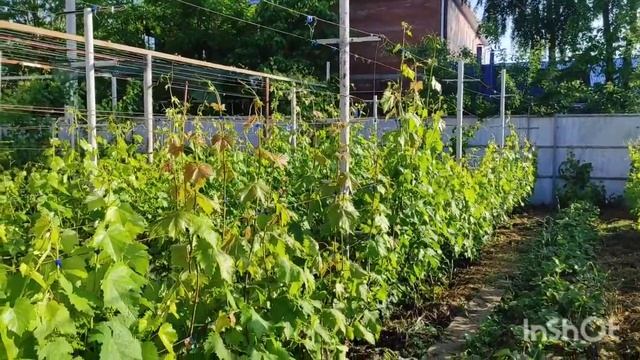 Обзор и вегетация виноградника Успенское Краснодарского края. смотреть онлайн