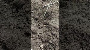 Смородина.Размножение красной смородины черенками ранней весной .