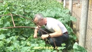 Огурец в задний проход