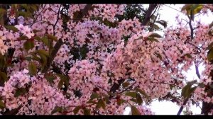 Фудзияма (Япония) - Цветение сакуры - Музыка для сна