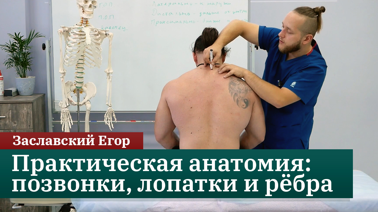 Позвонки, лопатки и ребра. Практическая анатомия для массажистов и кинезиологов. Заславский Егор смотреть онлайн