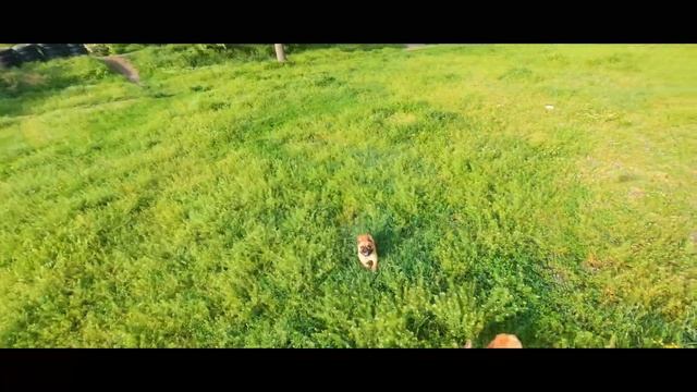 Летаем FPV дроном в лесу между деревьями - увидел нечто... смотреть онлайн