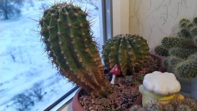 Кактусы.Эхинопсис и другие... Обзор от 24 января...