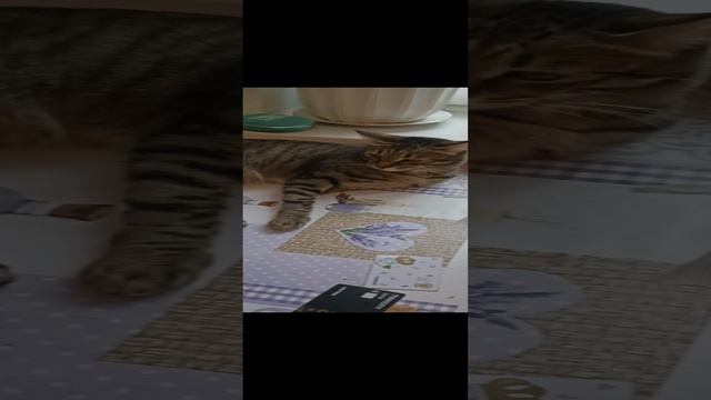 наглая Ксюша