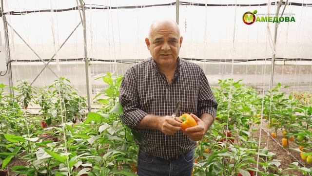 ЭКСКУРСИЯ ПО ТЕПЛИЦЕ – Сорта и Гибриды Перца Сладкого смотреть онлайн