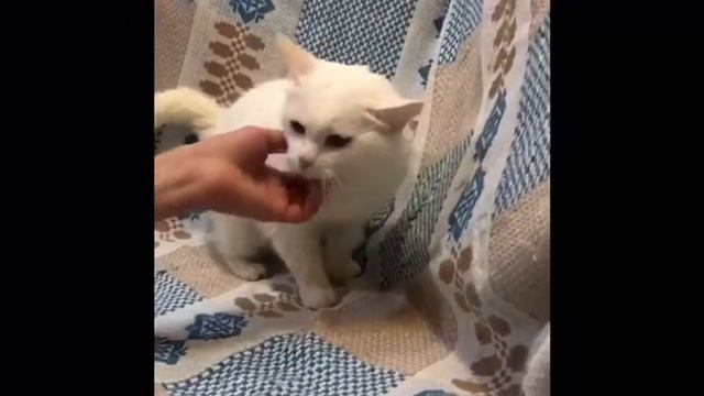 Ласковая глухая кошечка Беляночка 4 года ищет свой дом смотреть онлайн