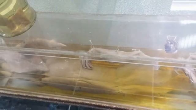 Кишинёвский музей природоведения молдавского государственного университета.Слайд-Шоу./Smile Life смотреть онлайн