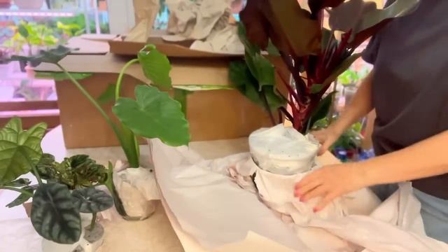 Распаковка растений из Голландии ☘️ смотреть онлайн