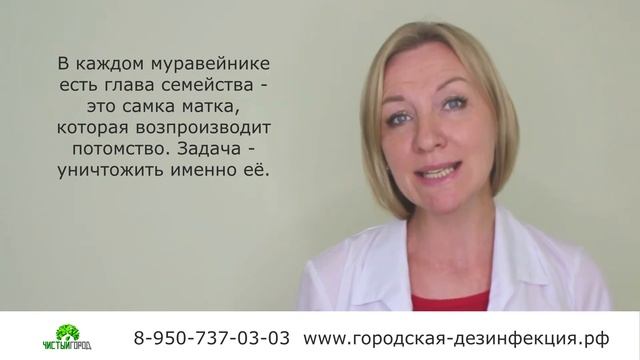 Муравьи в квартире или доме смотреть онлайн