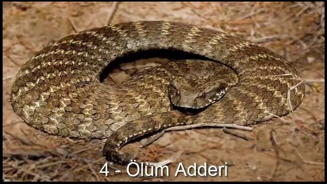 Dünyanın En Zehirli Yılanları смотреть онлайн
