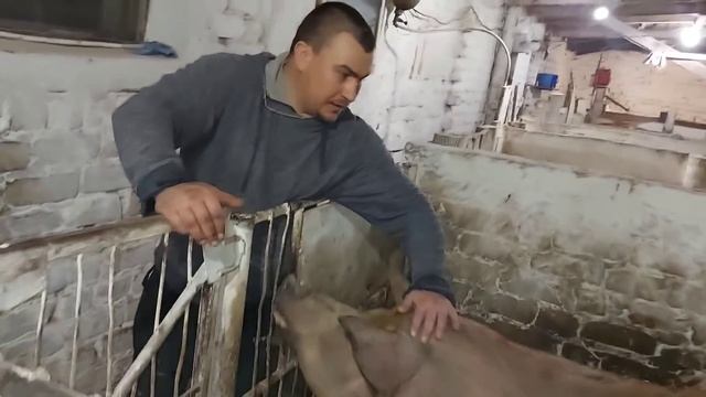 Новые апартаменты для свинок.