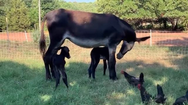 It's a boy... and a girl! Rare donkey twins born in Oklahoma смотреть онлайн