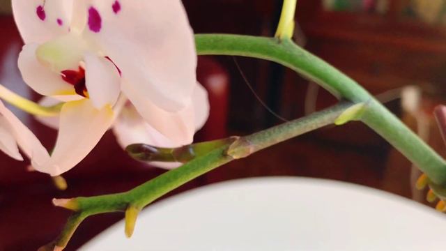 【养兰记】三颗神奇的蝴蝶兰！闻所未闻！看看你有没有见过|Miracle Phalaenopsis orchids|坐标多伦多 смотреть онлайн