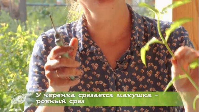 «Нам нужен таз черенков!». Формировка и черенкование гортензии. смотреть онлайн