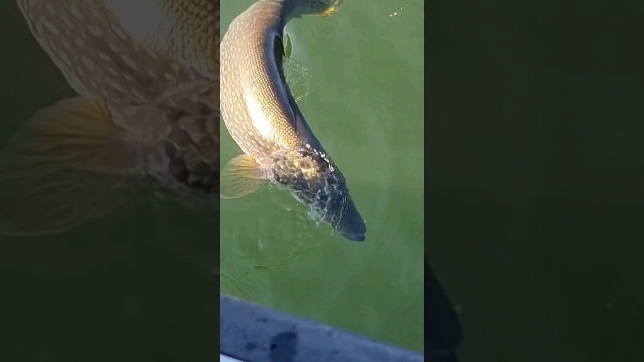 Скоро. На всех водоемах. смотреть онлайн