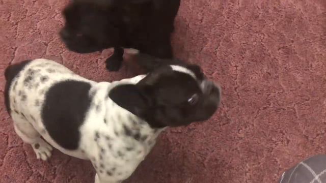 Французские бульдоги сидели хорошо, но не долго! смотреть онлайн