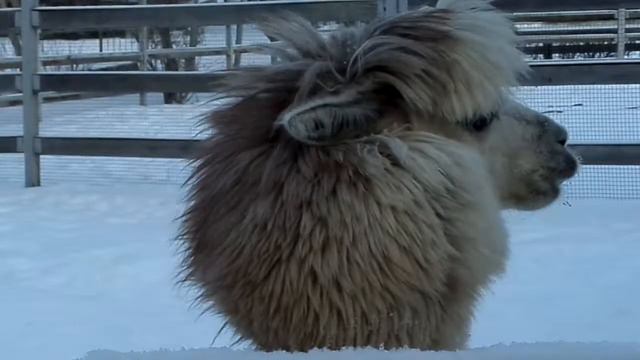 Поздравляю зверушек с Наступающим! Часть 1. A Happy New Year My Furry Friends Pt. 1 смотреть онлайн