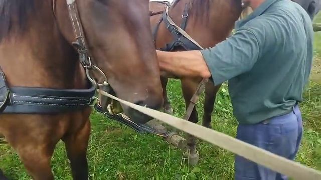 Запрягаем  необученую кобылу в параконку ч.1