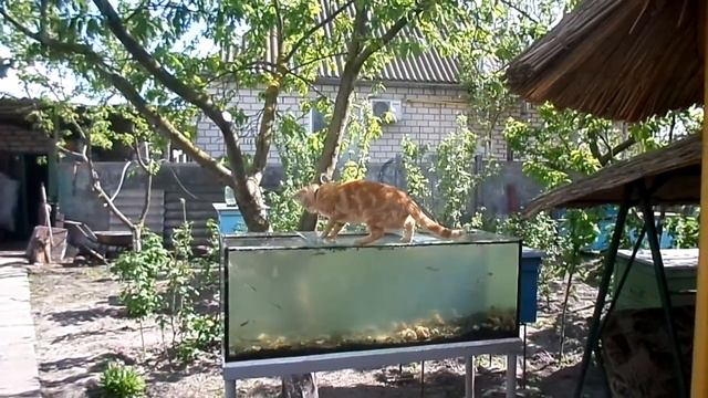 Кот ловит рыбу смотреть онлайн