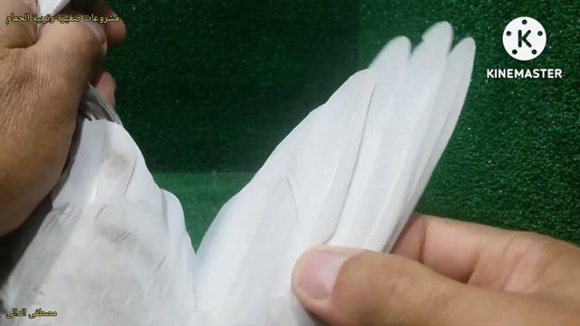 ازاى تعد ريش الحمام لتعرف عمر الحمام ومتى يكون جاهز للانتاج смотреть онлайн