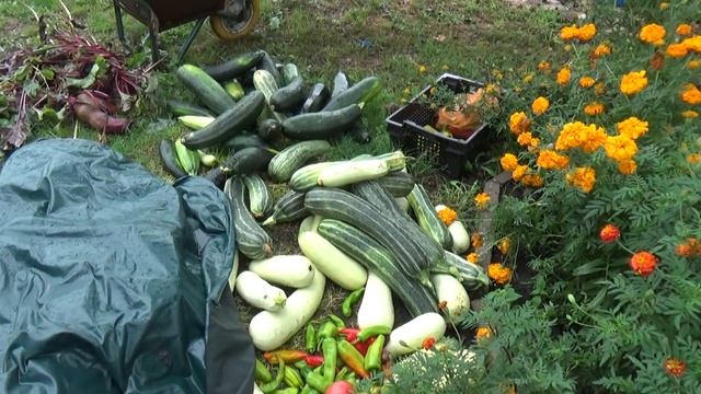 Дождались дождя, что же делать с урожаем, с завтраком угодила, Шаповаловы влог смотреть онлайн