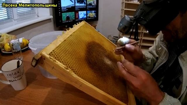 Вывод маток первая прививка шпатель Владислава Дончика смотреть онлайн