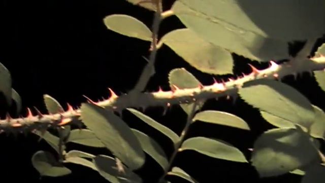 'Conrad Ferdinand Meyer' Hybrid Rugosa Rose