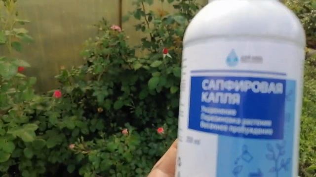 Сделаю сад еще красивее))) Посадка новых ГОРТЕНЗИЙ и РОЗ)) смотреть онлайн