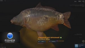 Fisher Online / Карп зеркальный трофей на 33.5 кг., на снасть в 20 кг прочностью, оз. Вассердам