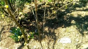 Кизил! Выращивание кизила!