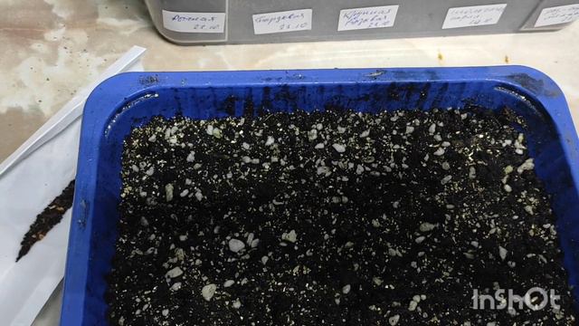 Посев Тигридии. смотреть онлайн