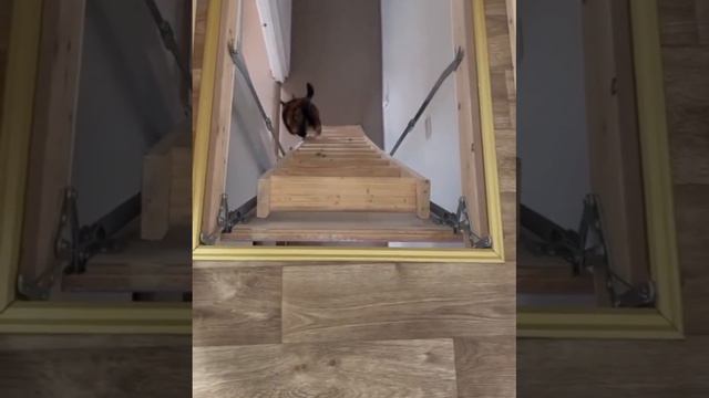 кото шарик смотреть онлайн