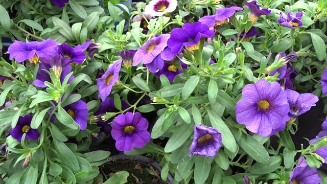 Calibrachoa ´Calipetite Blue´ смотреть онлайн